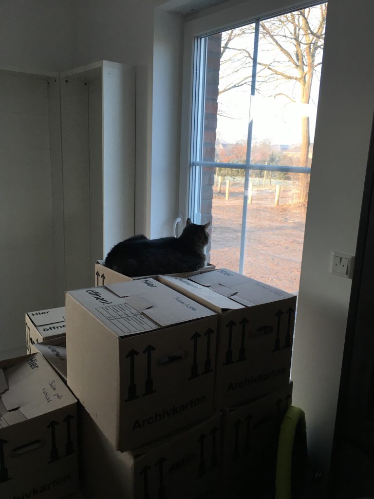 Katze geniesst den neuen Ausblick