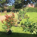 Hecke Pflanzenverteilung