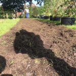 Hecke - Erstmal muss die Erde weg